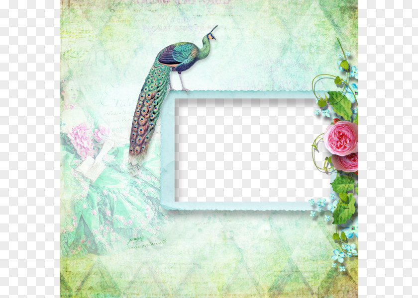 Peacock Green Background Frame Picture Peafowl Bordiura PNG