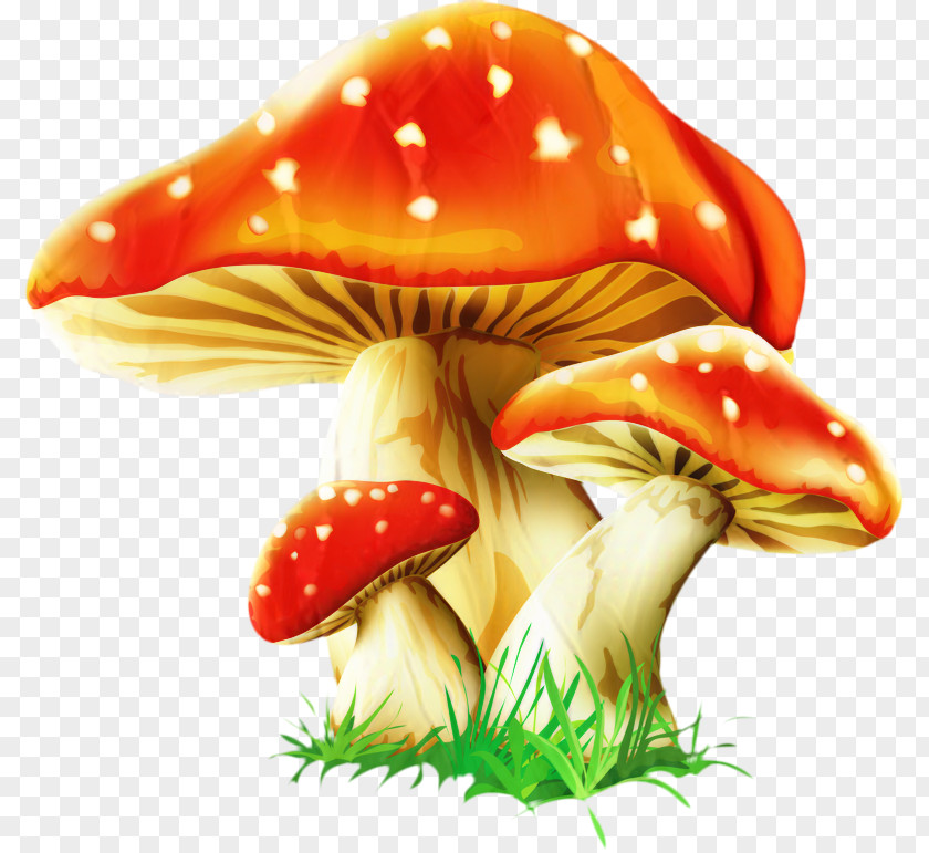 Clip Art Vector Graphics Image Mushroom PNG