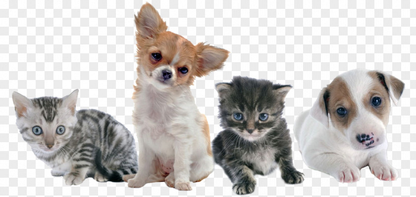 Pet Care Cat Kitten Puppy Rottweiler Veterinarian PNG