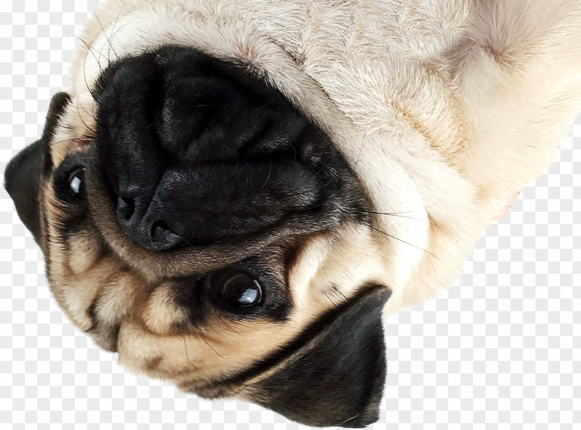 Puppy Pug Dog Breed Companion Toy PNG
