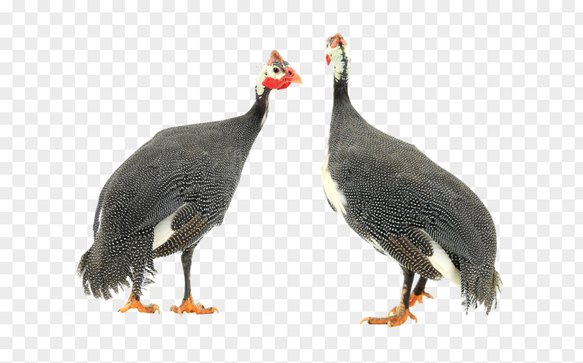 Domestic Guineafowl Turkey Meat Fauna Chicken As Food Beak Domestication PNG