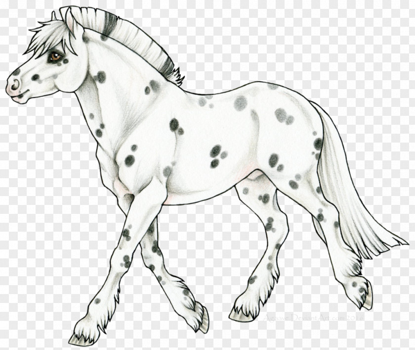 Duncan Macbeth Drawing Mule Foal Stallion Mare Mustang PNG