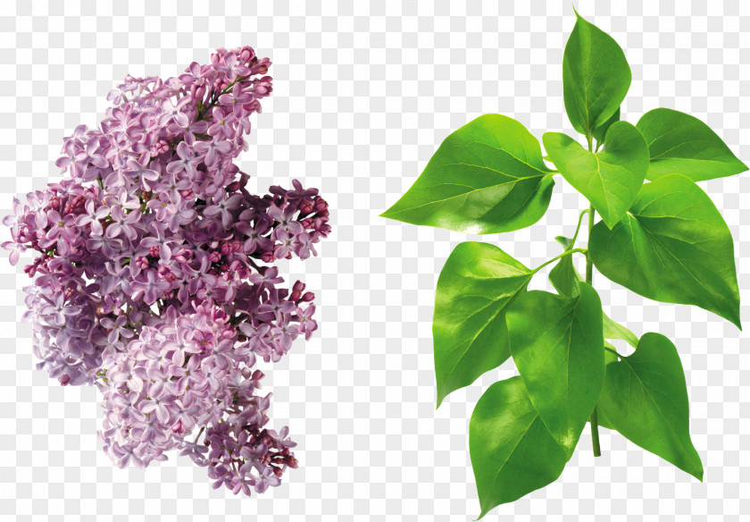 Green Leaves Lilac Leaf Branch Clip Art PNG