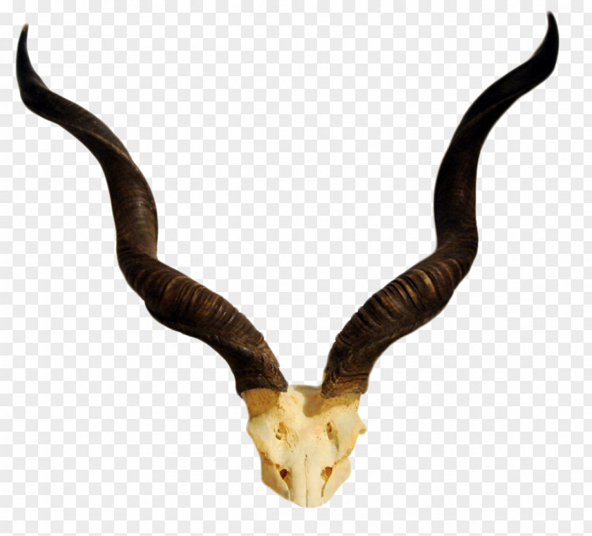Realistic Claw Horn Antelope Greater Kudu Skull PNG