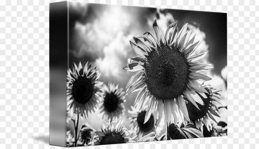 Sunflower White Still Life Photography Desktop Wallpaper Stock PNG