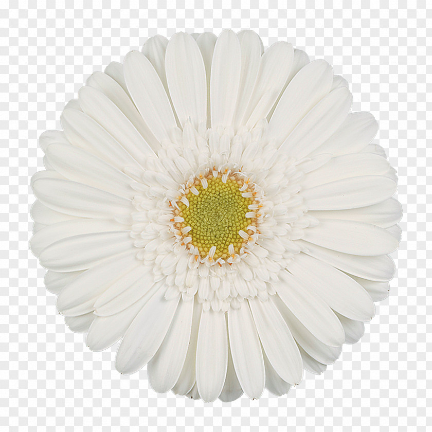 Chrysanthemum Transvaal Daisy Interplant Licensing BV Cut Flowers Petal PNG