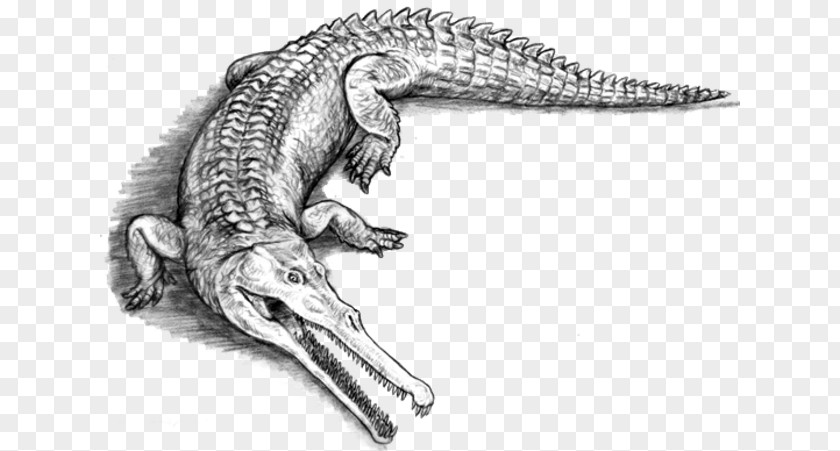 Crocodile American Alligators Sarcosuchus Evolution PNG