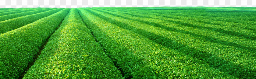 Decorative Natural Green Tea Chayuanxiang Hubei Processing PNG