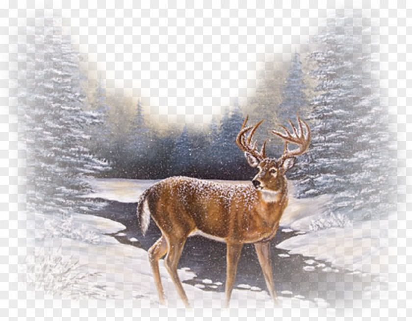 Deer Reindeer Red Winter Snow PNG