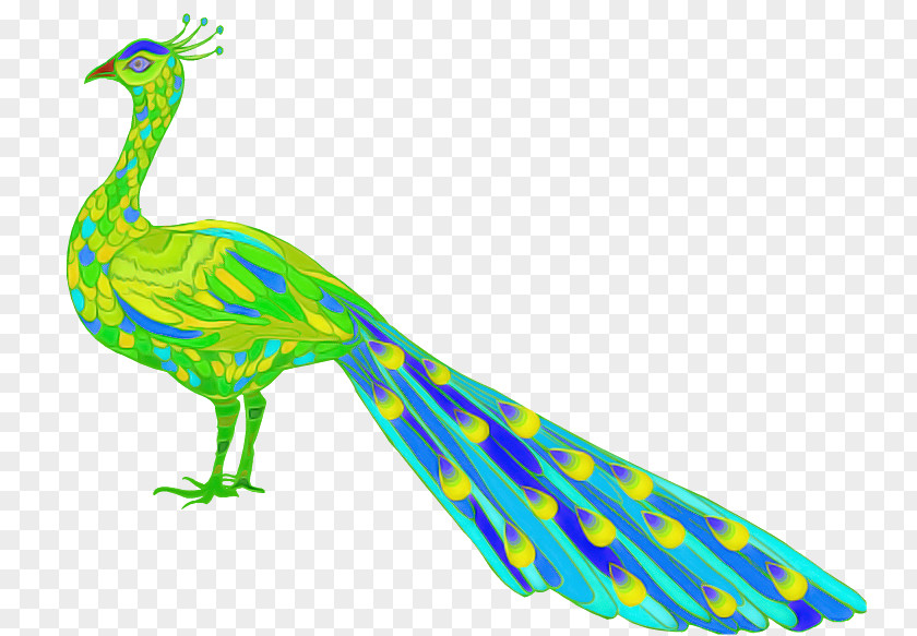 Feather Tail PNG
