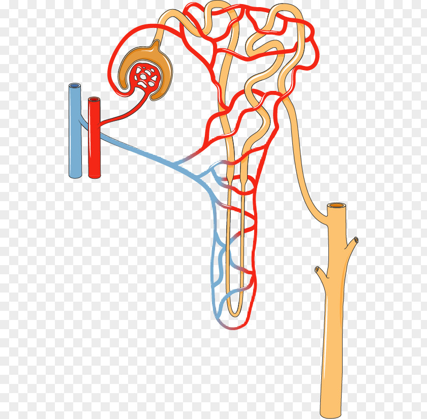 Kidney Nephron Excretory System Proximal Tubule Urine PNG