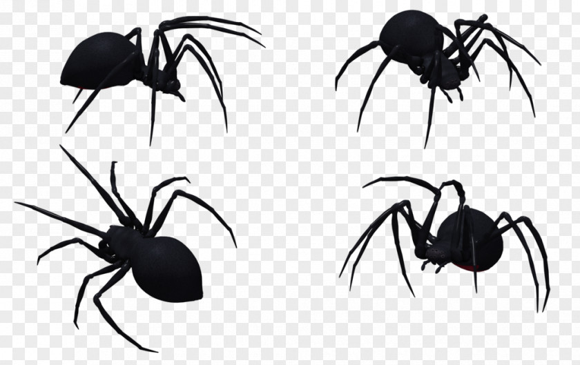 Spider Widow Spiders Stock Photography Clip Art PNG