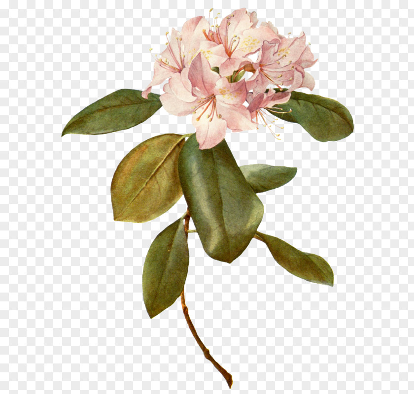 Flower Botany Botanical Illustration Paper Rose PNG