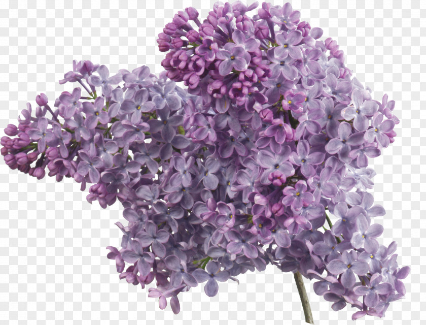 Lilac Flower Common Lavender Clip Art PNG