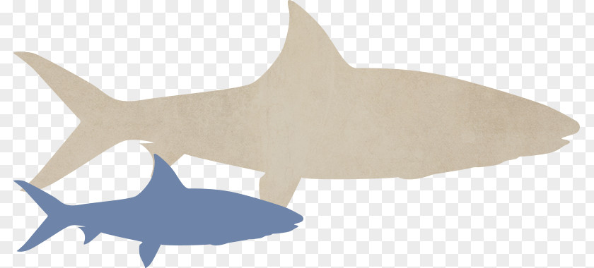 Requiem Sharks Marine Biology Mammal Fish PNG