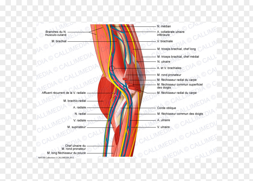Shoulder Elbow Nerve Blood Vessel Anatomy PNG
