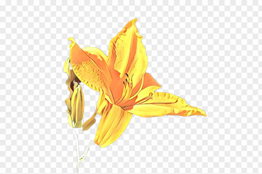 Yellow Flower Daylily Plant Petal PNG