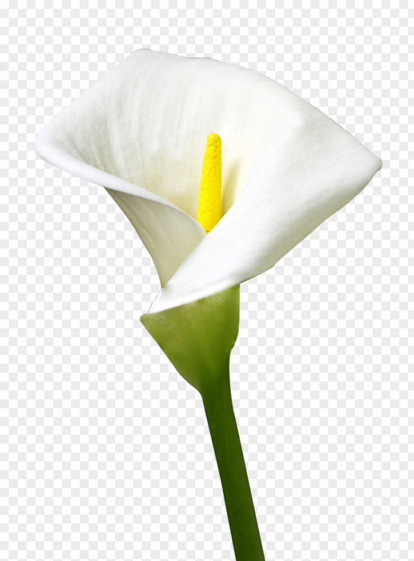 Easter Bunny Egg Flower PNG