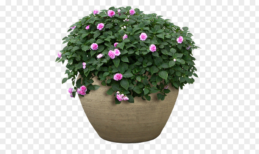 Flower Flowerpot Garden Shrub PNG