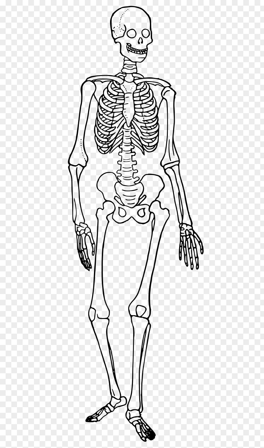 Human Body Cartoon The Skeleton Skeletal System Bone PNG
