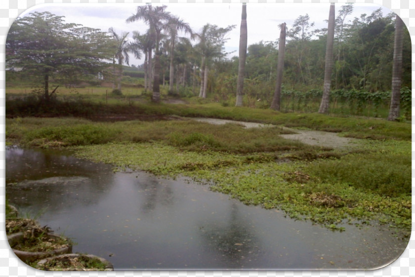 Kolam Villa Bulurejo House Bog Vegetation Housing Estate PNG