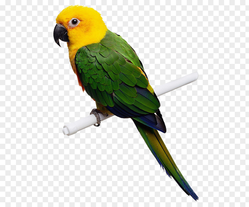 Parrot Pictures Bird Budgerigar Cockatiel PNG