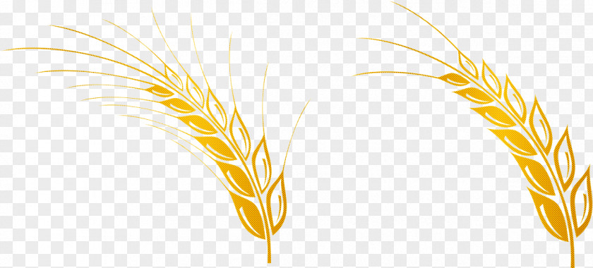 Reed Food Wheat PNG