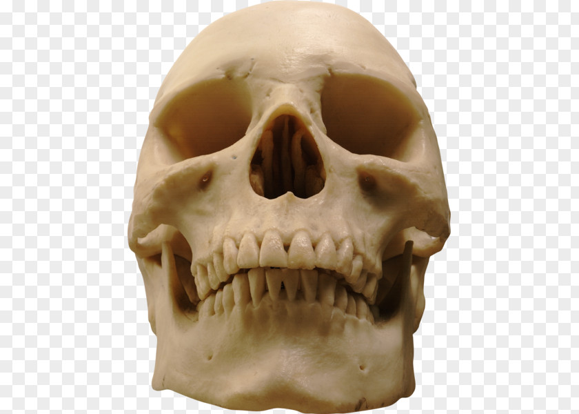 Skull Human Skeleton Homo Sapiens PNG