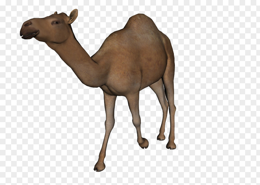 Yi Camel Clip Art PNG