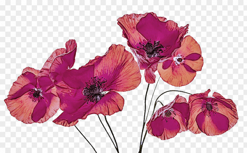 Anemone Oriental Poppy Flower Flowering Plant Petal Pink Purple PNG
