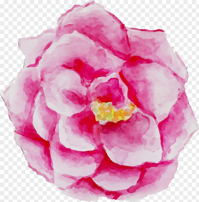 Cabbage Rose Garden Roses Peony Pink M PNG