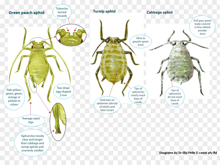 Coarse Cereals Insect Myzus Persicae Russian Wheat Aphid Pest Cotton Bollworm PNG