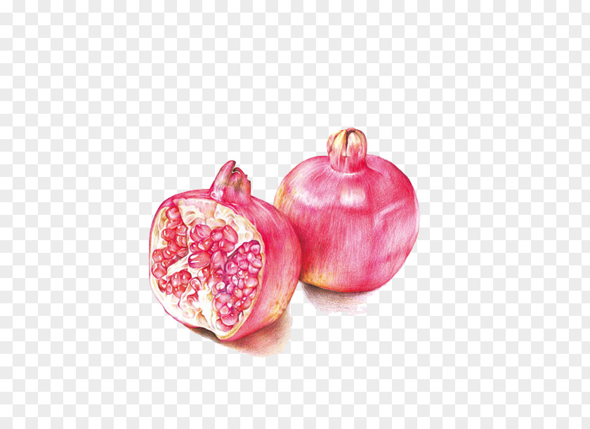 Pomegranate Drawing Colored Pencil Watercolor Painting PNG