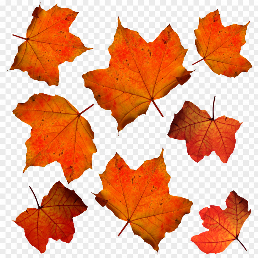 Autumn Leaves Leaf Color Orange PNG