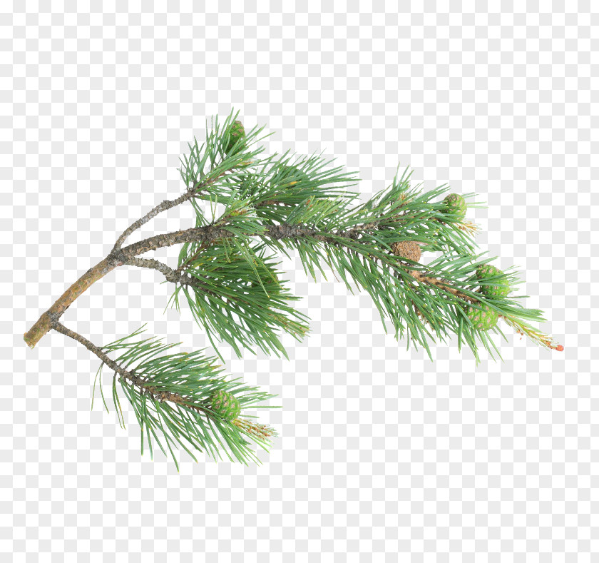 Pine Branch Fir Spruce Christmas Ornament Day PNG