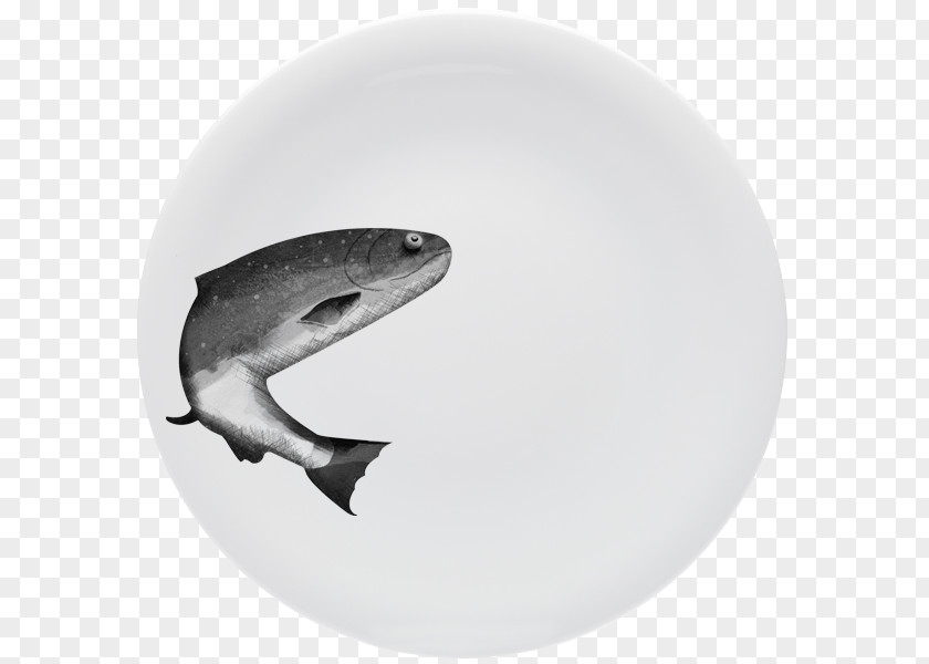 Shark Fauna Tableware PNG