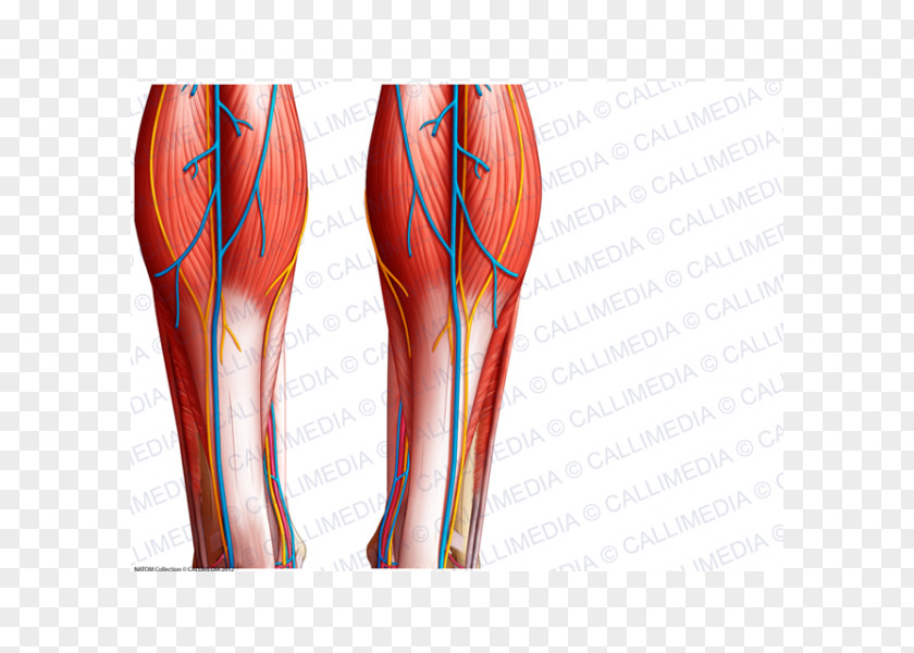 Superficial Temporal Nerve Calf Muscle Blood Vessel Knee Crus PNG