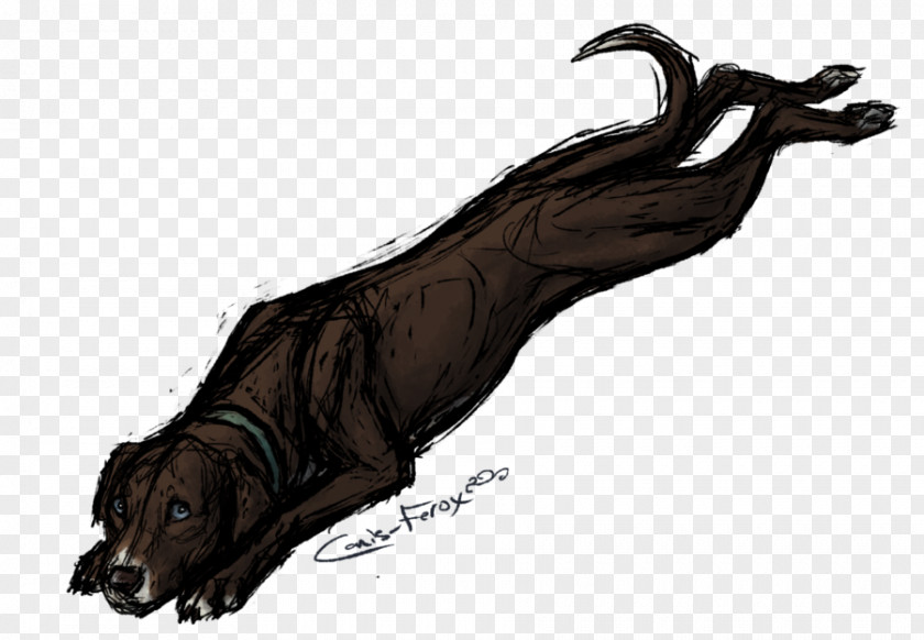 Dog Coyote Canis Ferox Drawing Mammal PNG