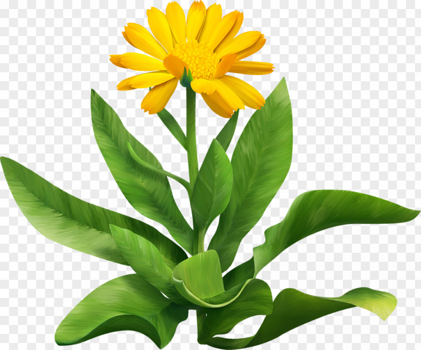 Flower Common Daisy Petal Clip Art PNG