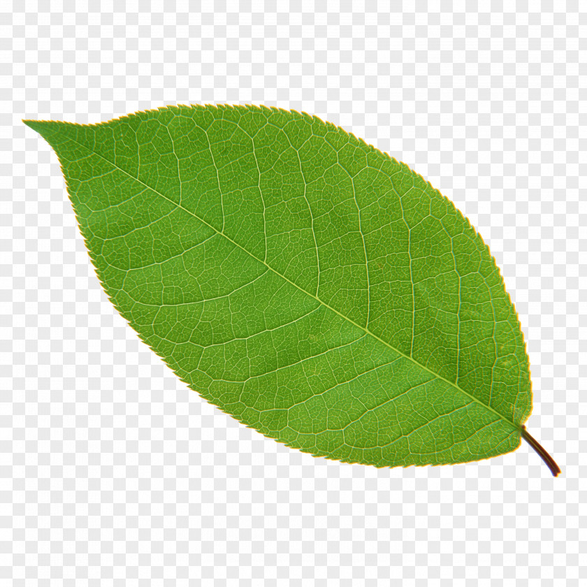 Leaf Green Plant Euclidean Vector PNG