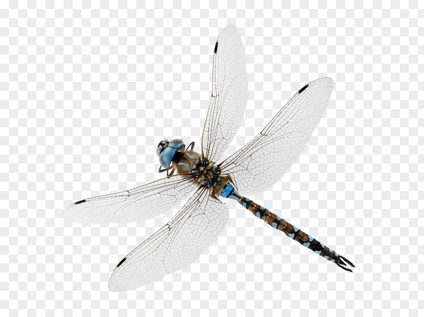 Dragon Fly Insect New Oxford American Dictionary Dragonfly Damselfly My Father Was A Pilot PNG