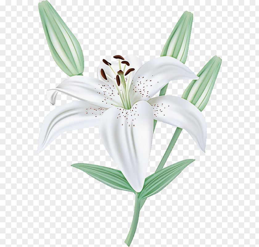 Flower Lily Plant Petal Stargazer PNG