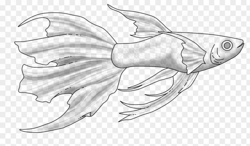 Guppy Fish This Is Not For Free Marine Biology Sketch PNG