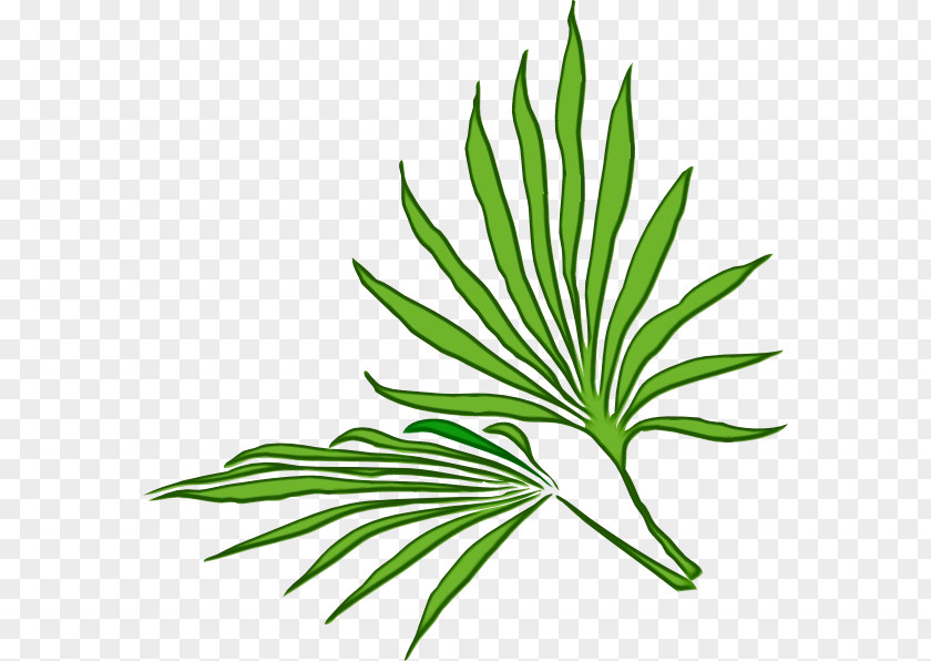 Herb Flowering Plant Leaf Flower Grass Tree PNG