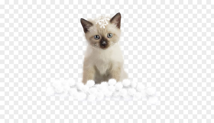 Snow Cat Tonkinese Burmese Siamese Kitten Domestic Short-haired PNG
