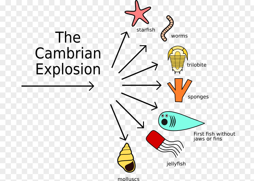 Cambrian Explosion Evolution Geological Period Organism PNG