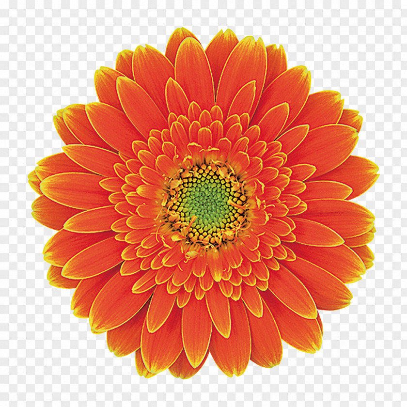Chrysanthemum Transvaal Daisy Family Footage B-roll PNG