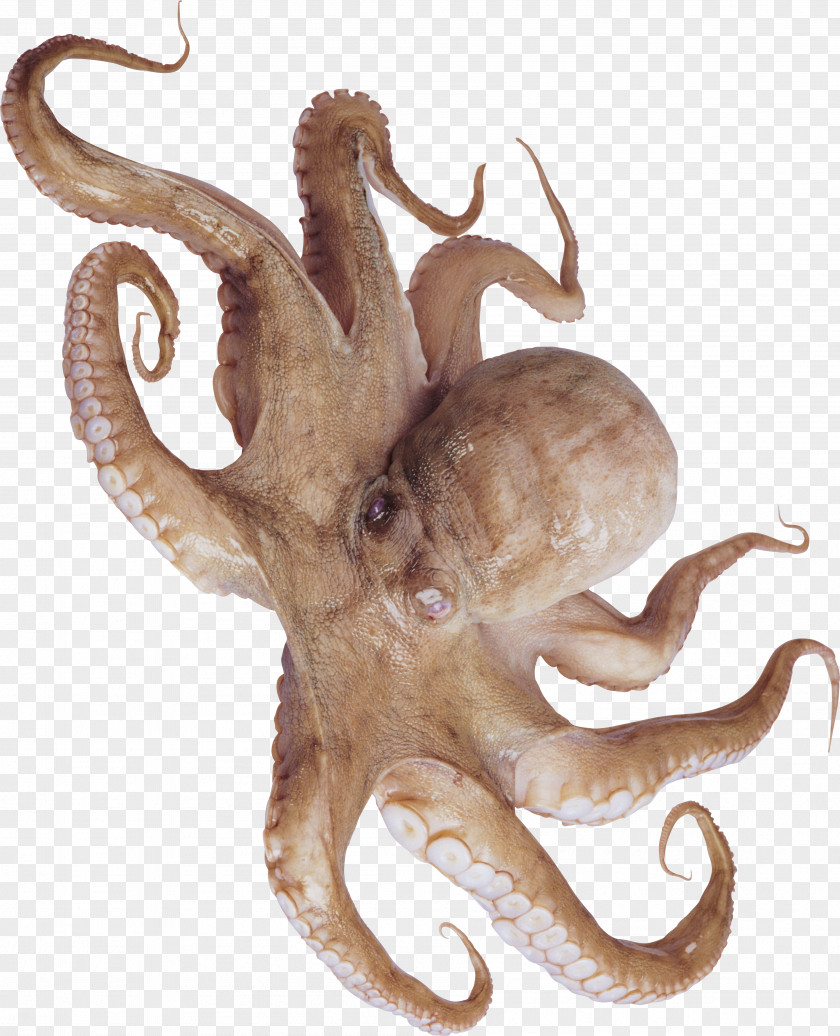 Drawing Of Squid Typical Octopuses Cuttlefishes Cephalopod PNG