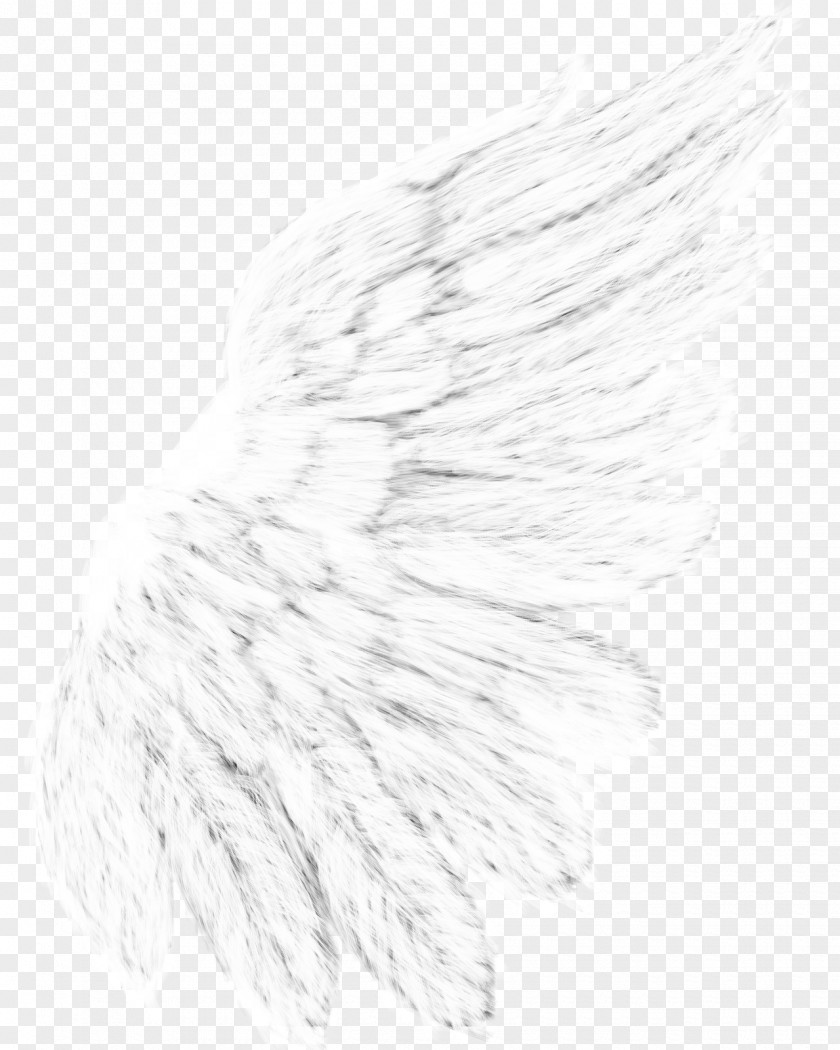 Feather Black And White Drawing Monochrome Photography PNG
