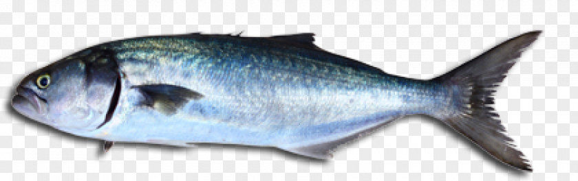 Fish Bluefish Fishing Stavis Seafoods Stock Photography PNG